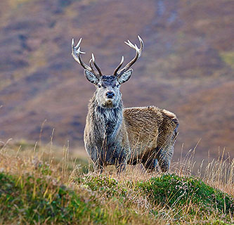 Red Deer