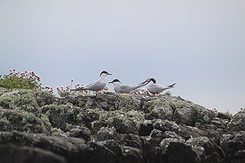 Arctic Terns
