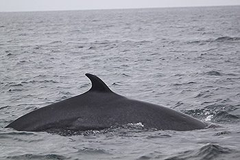 Minke Whale