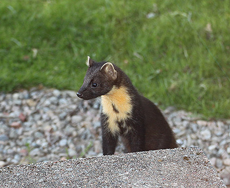 Peter the Pine Marten on the door step
