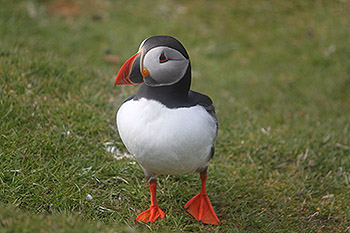 Puffin